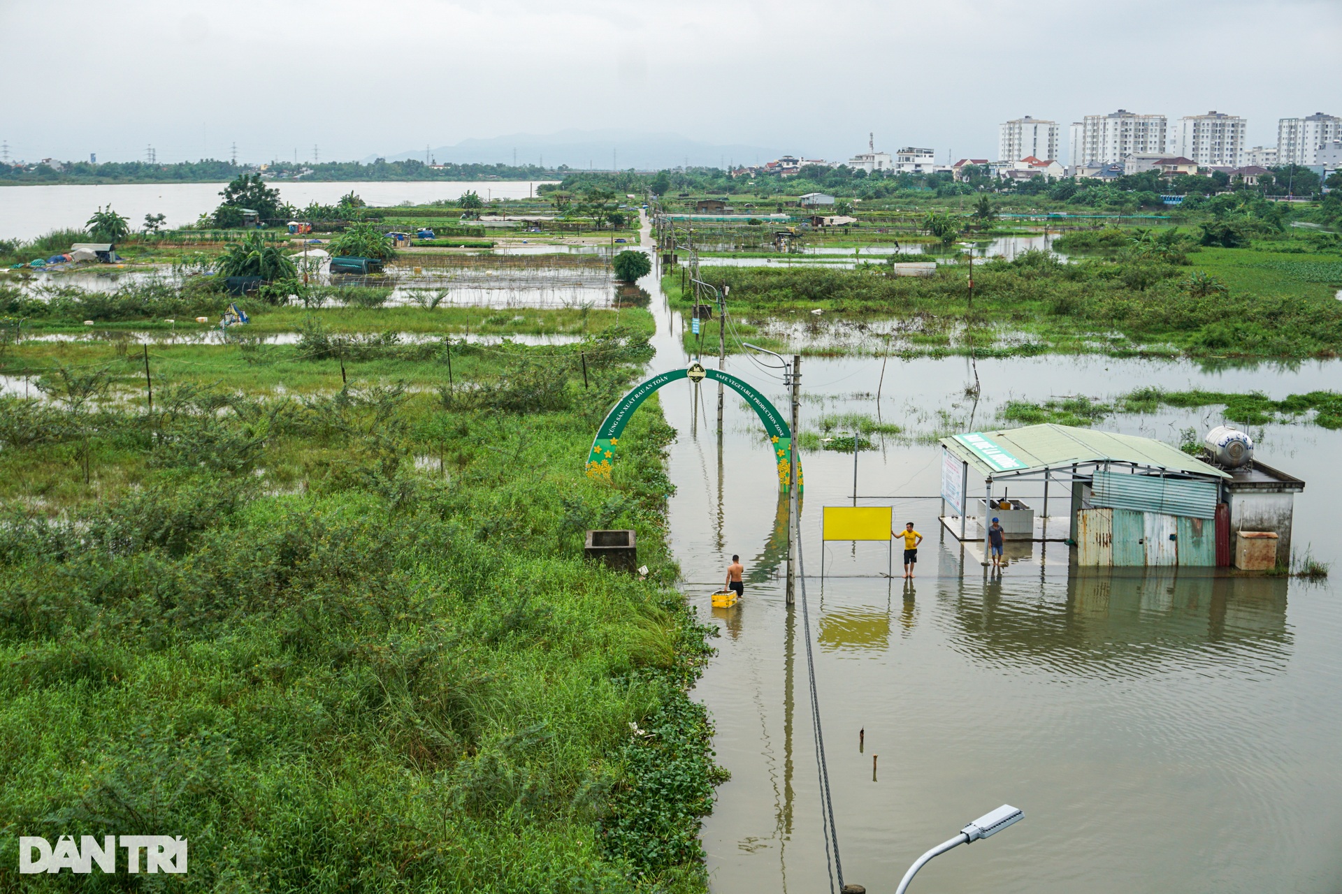 Lũ rút, để lại nỗi lo trên đồng rau bầm dập - 10