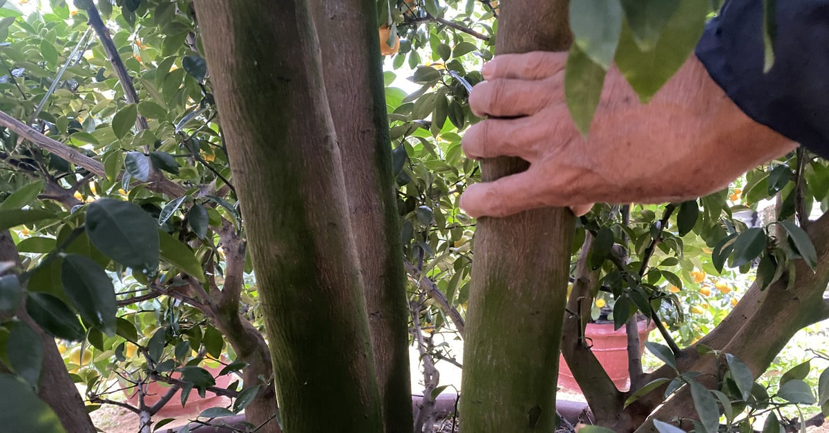 El árbol kumquat gigante de Hoi An se presenta a los visitantes de la festividad del Tet