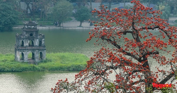 Kapok flower season in the city