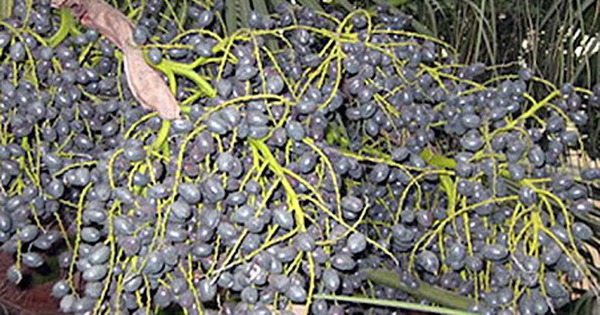 Aus der Frucht, die früher überall herunterfiel und die niemand aufhob, ist heute eine schwer erhältliche Spezialität geworden, die zahlreiche medizinische Anwendungen hat, die vielen Menschen vielleicht nicht bekannt sind.