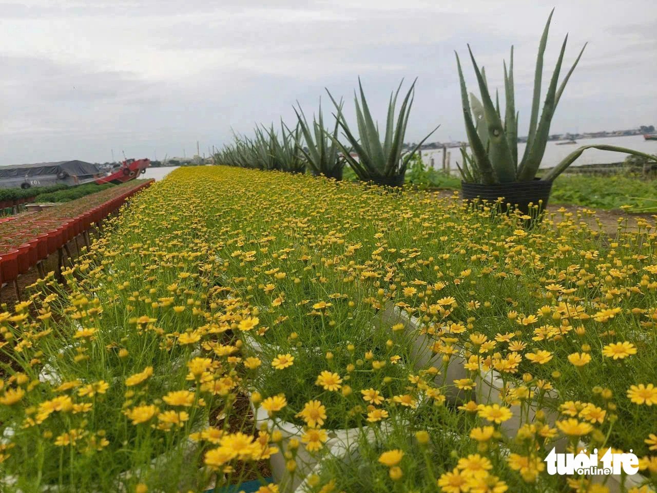 Nông dân trồng hoa Tết lo lắng vì chi phí tăng - Ảnh 3.