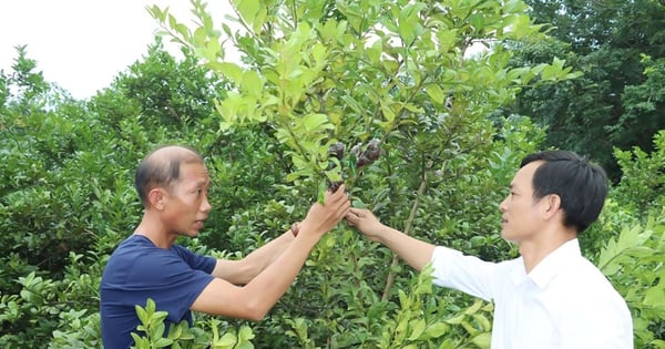 Trồng chanh bông tím ở Bình Phước kiểu gì mà trái quanh năm, hái liên tục, hễ bán là hết veo?