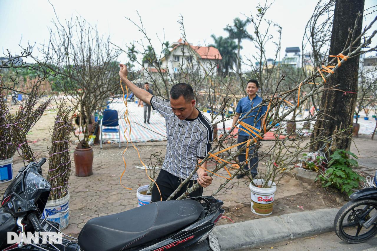 Đào phai, mai tàn, người Hà Nội chi tiền triệu mua lê rừng sau Tết - 7