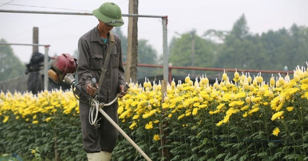 Los famosos pueblos de flores de Thanh Hoa y Ninh Binh están muy concurridos durante la temporada del Tet