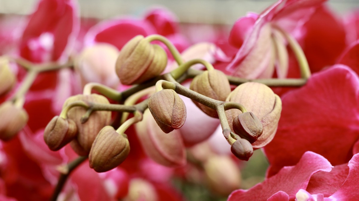 ラムドン省の高級花村は旧正月の時期に賑わう、写真6