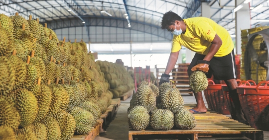 Thailand to maintain agricultural export position in 2023 thanks to FTA