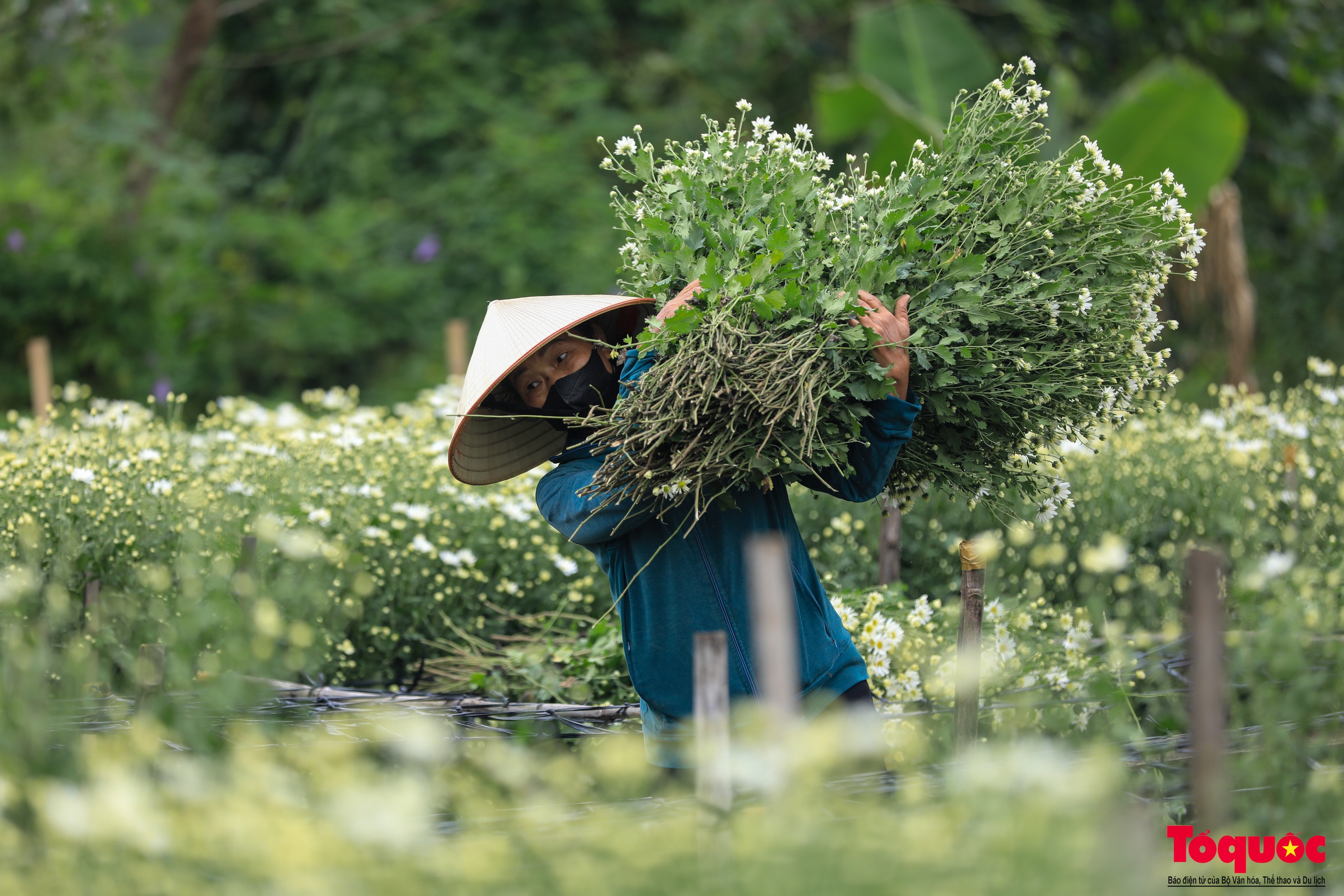 Vườn cúc họa mi hiếm hoi còn sót lại tại Nhật Tân sau bão Yagi - Ảnh 5.