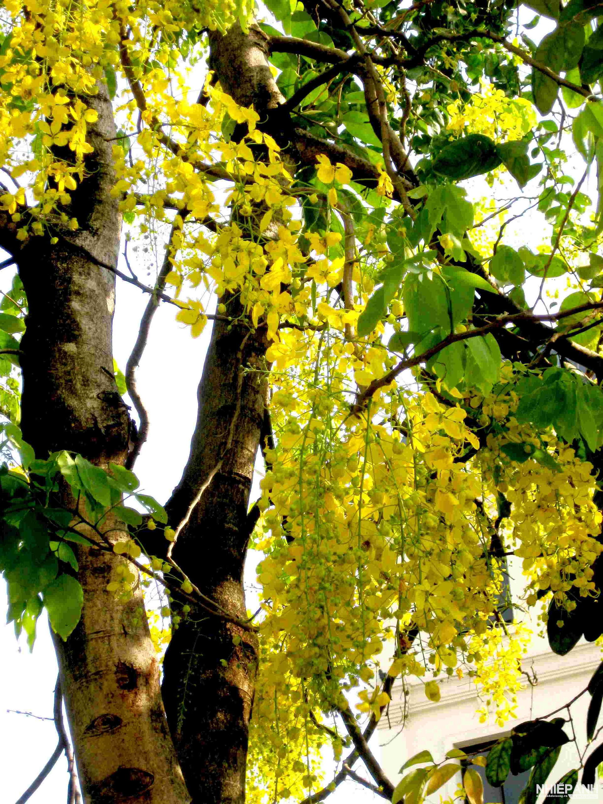 W_19.flower-dooc-khun-especie-de-flor-amarilla-única-y-desconocida-en-todo-el-mundo-en-lao-dung-dip-bunpimai..jpg