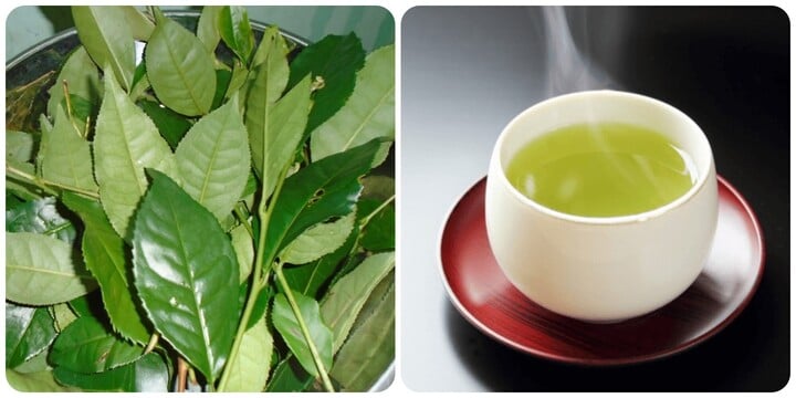 Drinking green tea properly brings many health benefits.