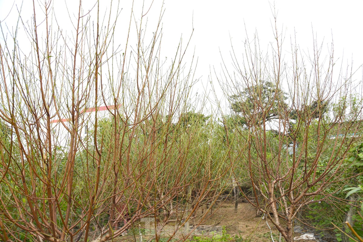 Stripping leaves, nurturing buds to bring spring colors photo 6