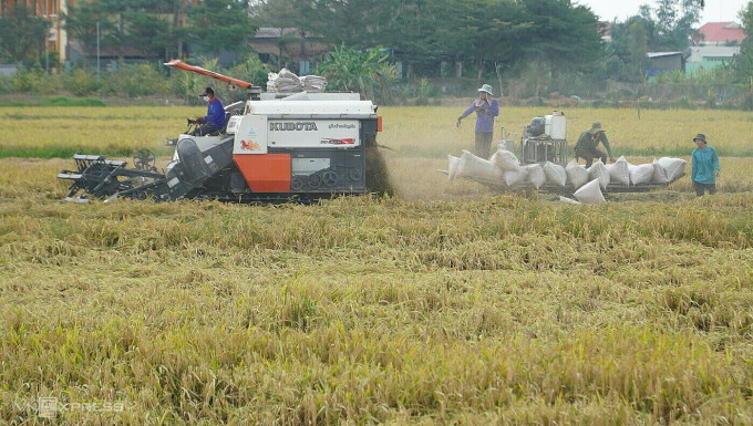 Farmers in Thap Muoi district, Dong Thap province, harvest the 2024 Winter-Spring rice crop. Photo: Ngoc Tai