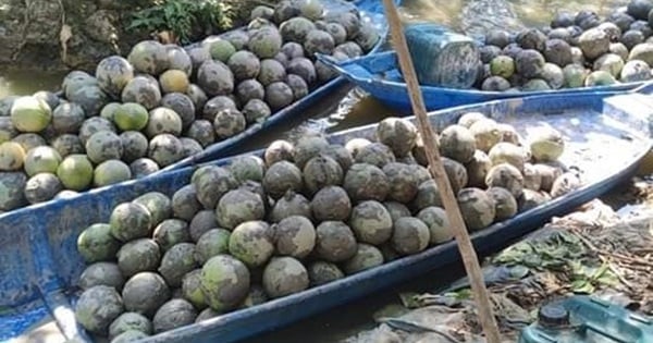 Strafverfolgung gegen Händler, die fast 1,6 Tonnen Grapefruit eines Gartenbesitzers im Schlamm ertränkten