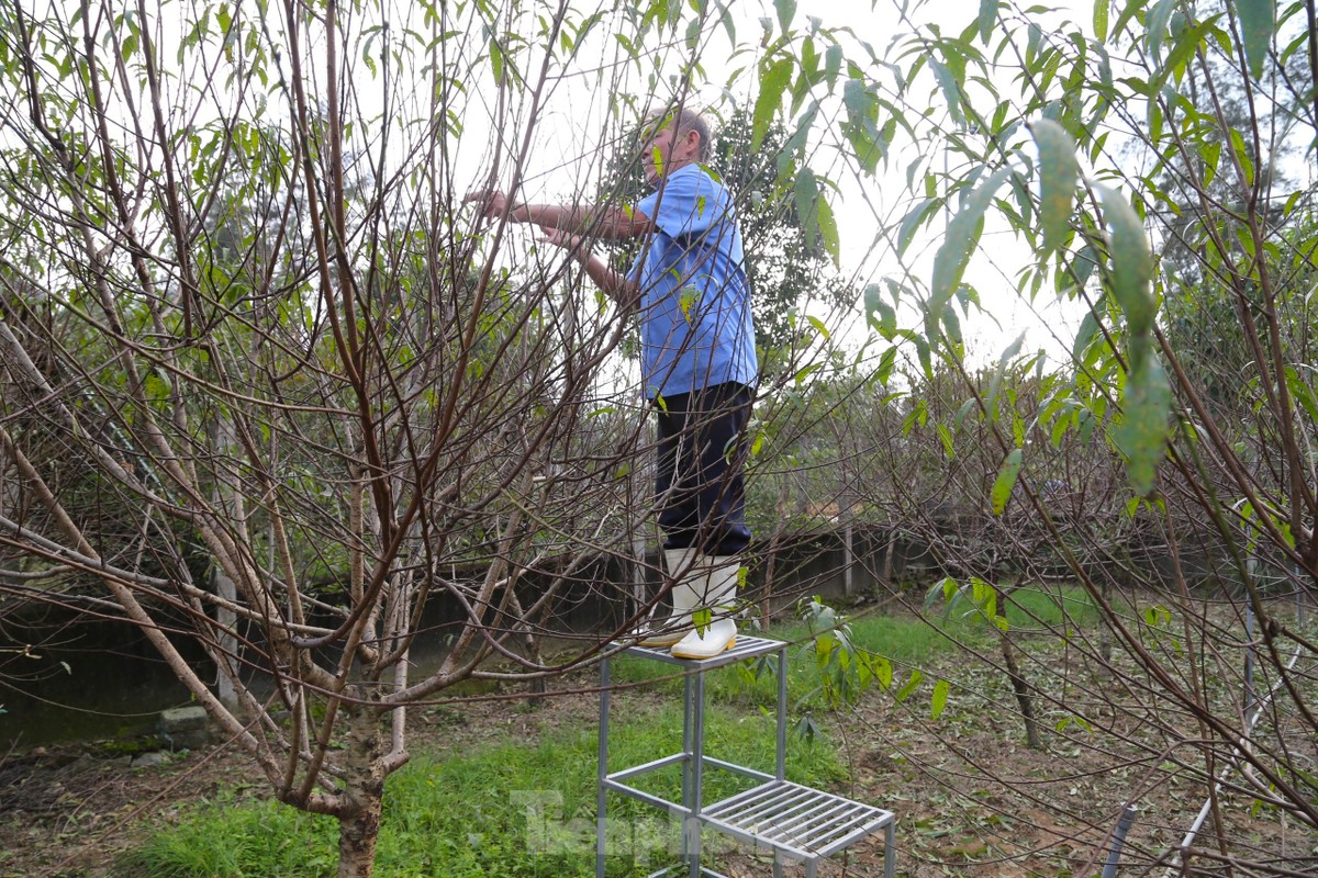 Stripping leaves, nurturing buds to bring spring colors photo 8