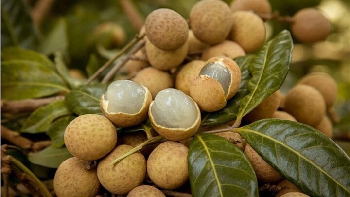 Longan is a precious ingredient in traditional medicine.