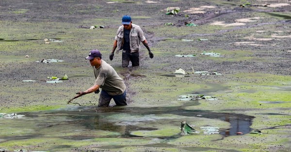 Lội bùn hồi sinh sen Bách Diệp thượng hạng ở hồ Tây