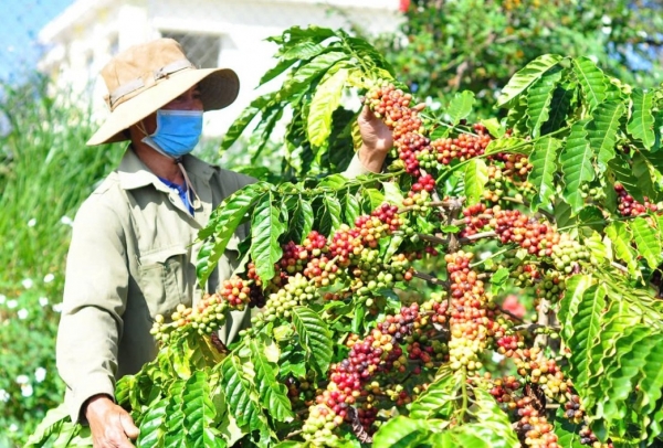 Les prix du café domestique restent stables aujourd'hui, le 5 janvier 2025