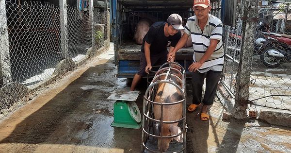 Heo nuôi đang có giá bán tốt ở Phú Yên, sao ngành chức năng khuyến cáo chưa nên tái đàn?