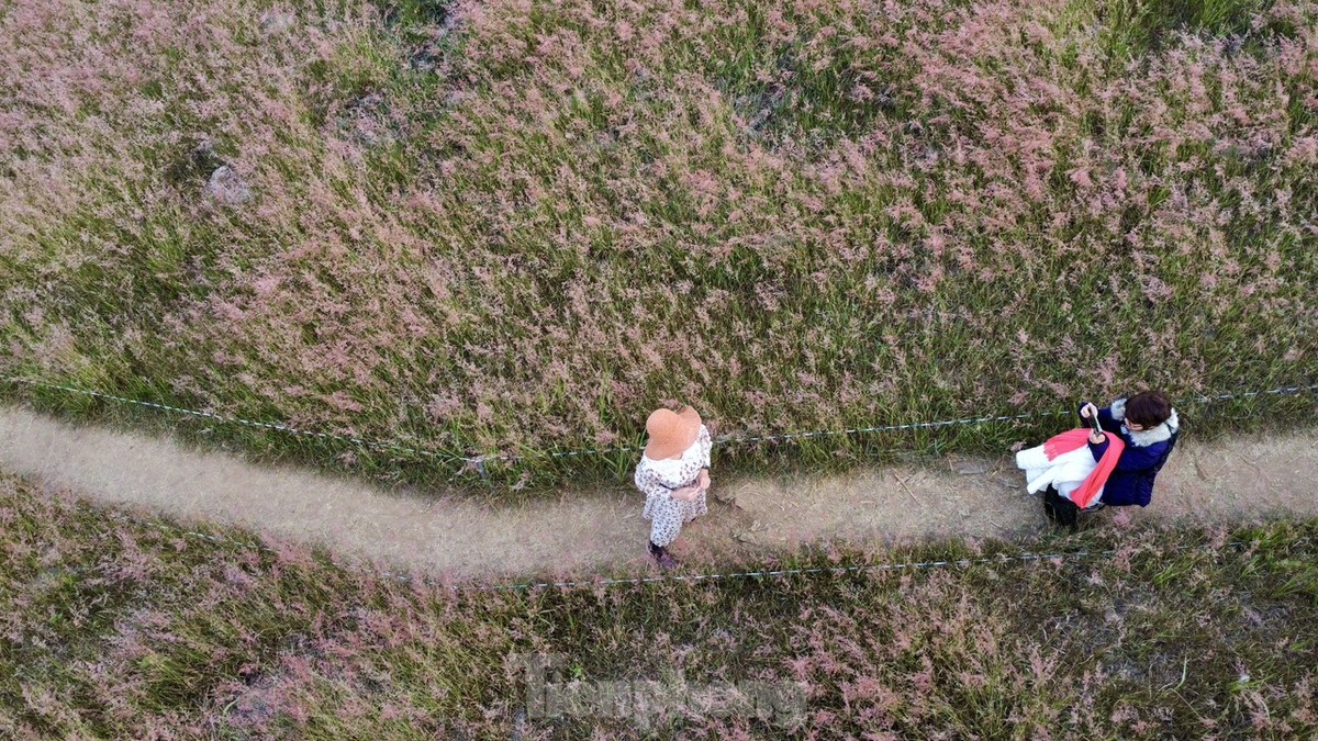 Régalez vos yeux des magnifiques collines d'herbe rose de Da Lat, photo 11