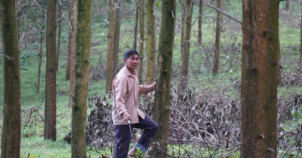 Thua Thien Hue establece grupos de trabajo provinciales y distritales para desarrollar grandes plantaciones de madera