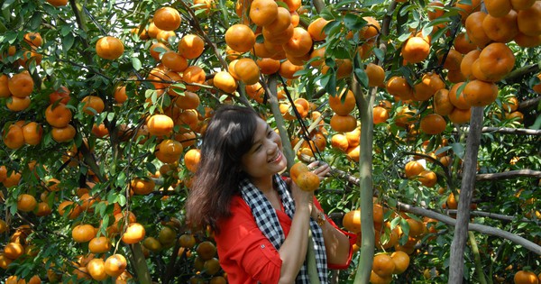 Lai Vung pink grapefruit garden opens to welcome guests