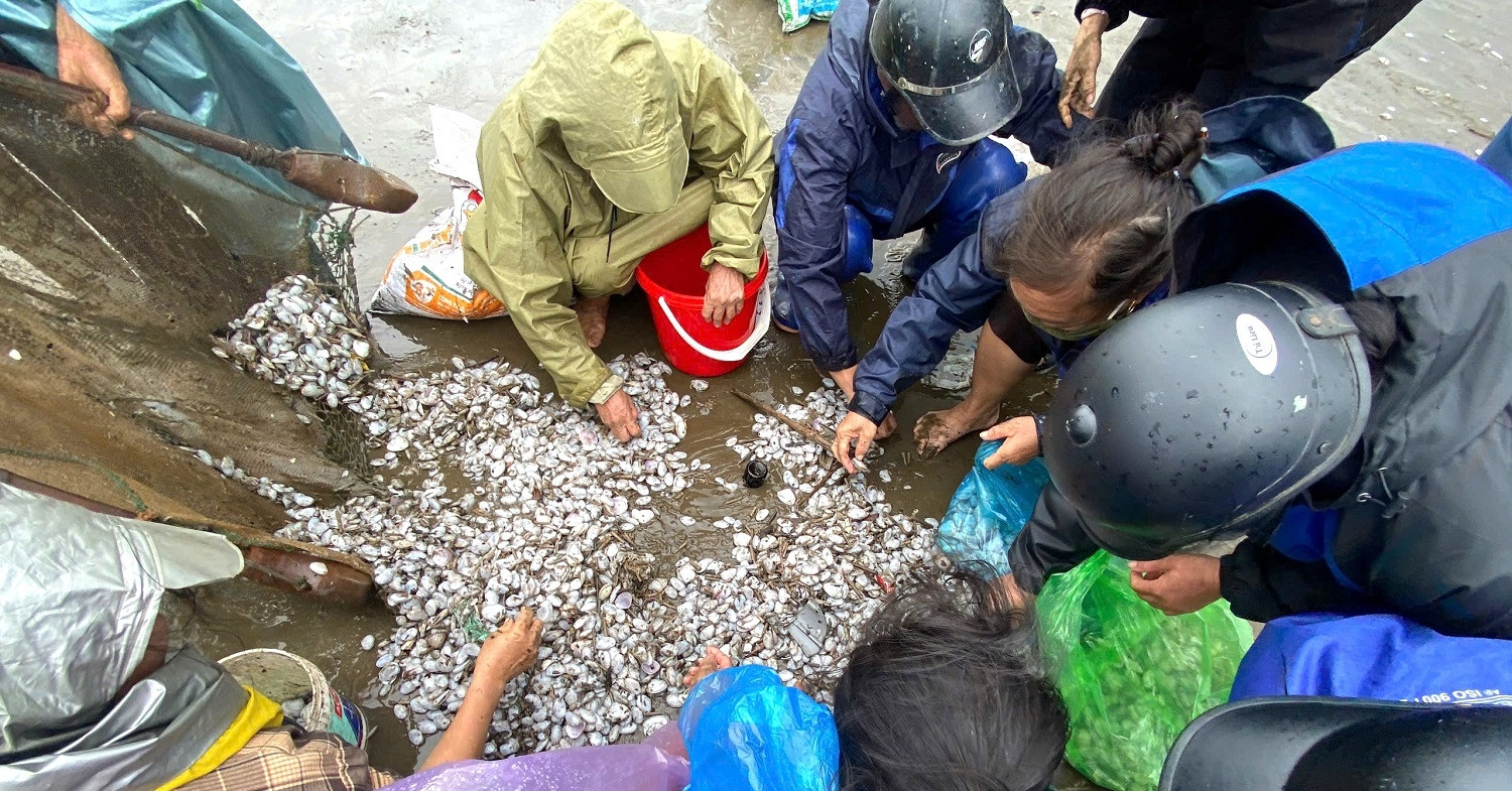 Toneladas de almejas llegaron a la costa de Nghe An, la gente se apresuró a recoger la 'bendición del cielo'