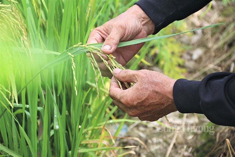 Lección 1: La cadena de valor agrícola se extiende