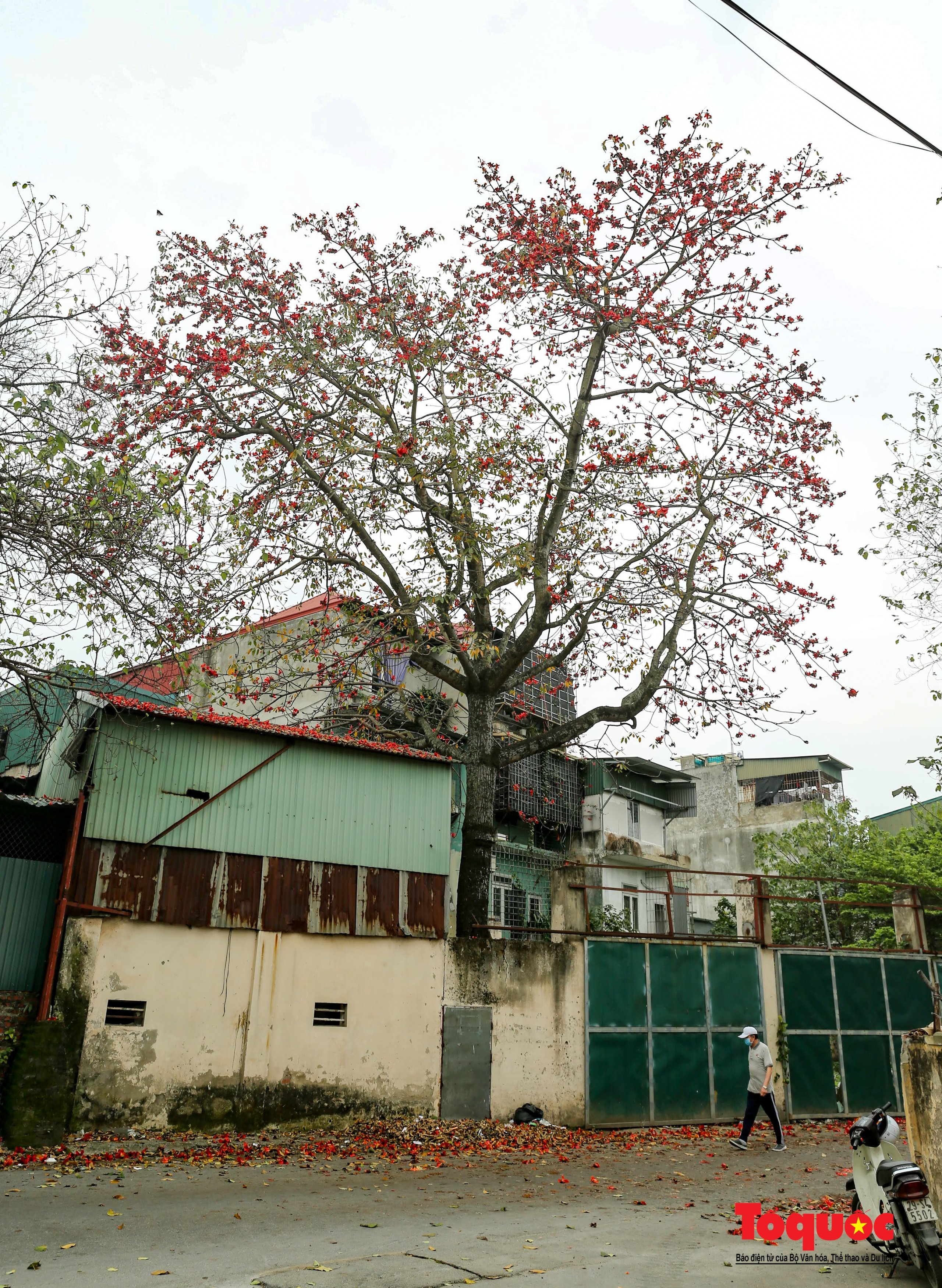 Mùa hoa gạo trong phố - Ảnh 18.