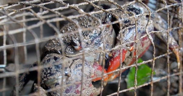 The shrew, a wild animal with a funny name, is caught and sold as a specialty in a forest in Ca Mau by people.