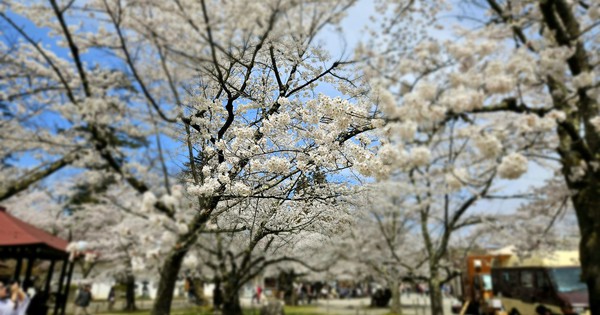 Vietnamese tourists "lost" in the cherry blossom sky in Japan