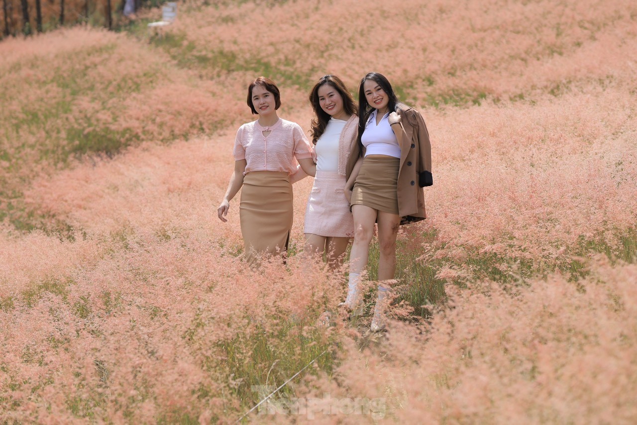 Régalez vos yeux des magnifiques collines d'herbe rose de Da Lat, photo 6