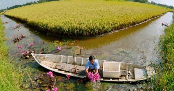 Miền Tây bội thu vụ lúa