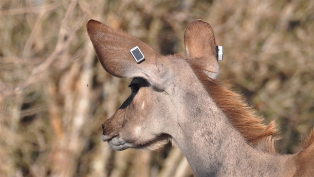 Strange device on wild animal's ear uses endless power source photo 1