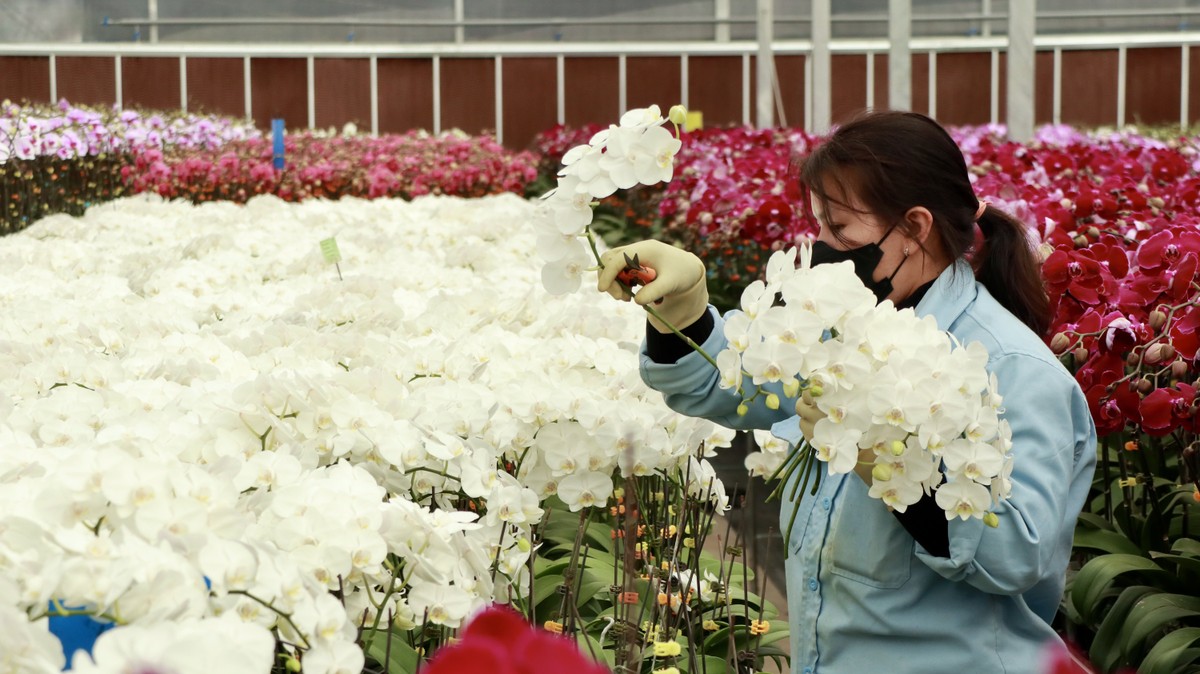 Los pueblos de flores de lujo en Lam Dong están muy concurridos durante la temporada del Tet, foto 3