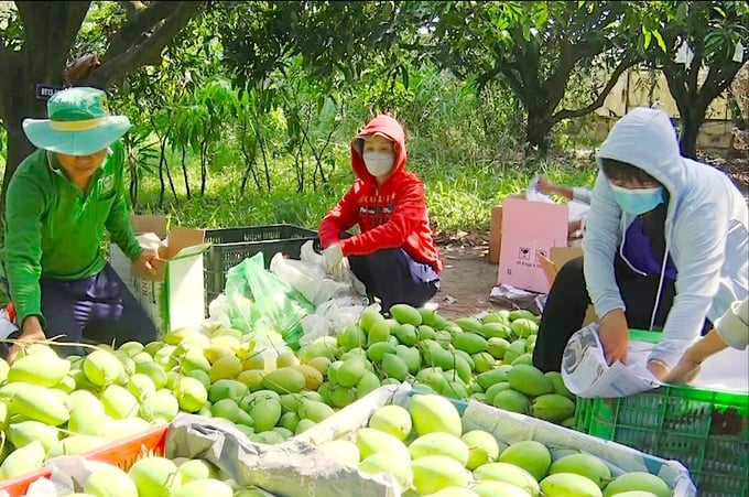 Thu hoạch xoài cát Hòa Lộc tại xã Hòa Hưng, huyện Cái Bè, Tiền Giang. Ảnh: Minh Đảm.