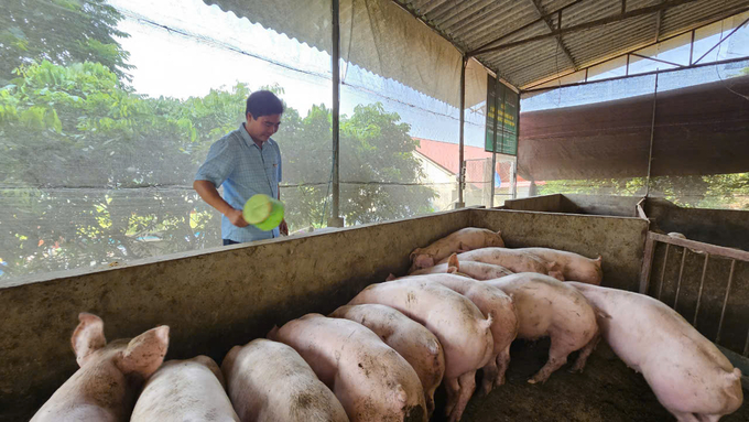 Mô hình chăn nuôi lợn theo hướng hữu cơ của gia đình anh Năng Văn Hiệp (thôn Trại Mái, xã Bồ Lý, Tam Đảo, Vĩnh Phúc). Ảnh: Hoàng Anh.