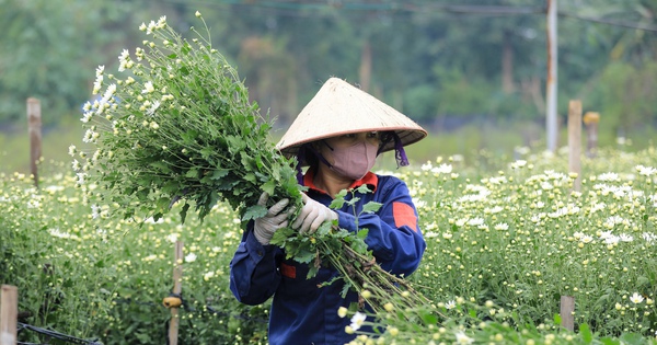 Un jardin de marguerites rares subsiste à Nhat Tan après la tempête Yagi