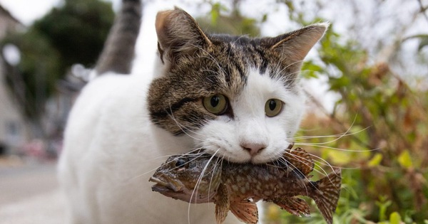 Vea las impresionantes y vívidas fotografías de gatos de un fotógrafo japonés