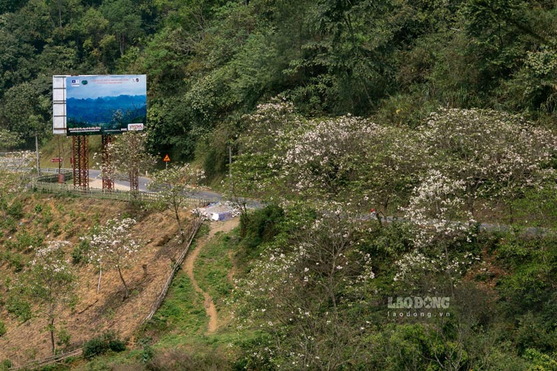 On the northern mountainous roads, in early summer, there is a flower that captivates people with its beauty and captivating fragrance. The flower has a strange name: Hoa trầu.