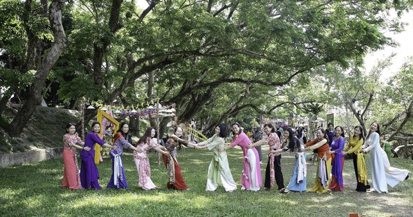 Image d'un groupe de 9 palissandres indiens centenaires à Quang Nam qui viennent d'être reconnus comme arbres du patrimoine