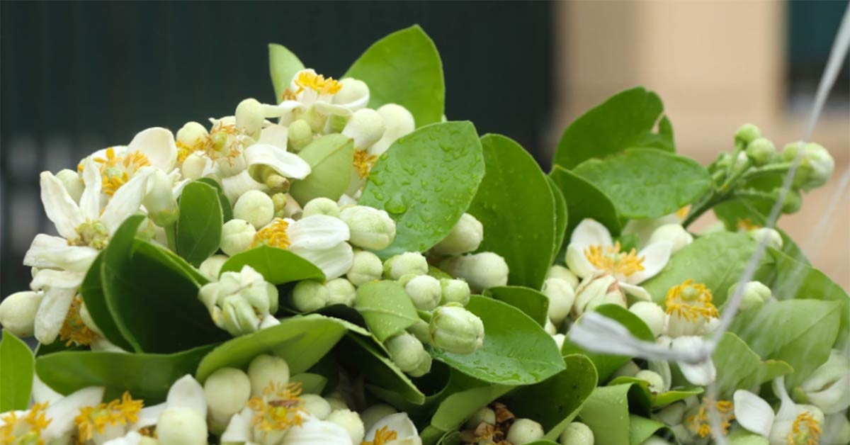 Las flores de pomelo cuestan medio millón de VND/kg, lo que atrae a los clientes, las flores de durazno después del Tet son baratas como si se hubieran regalado