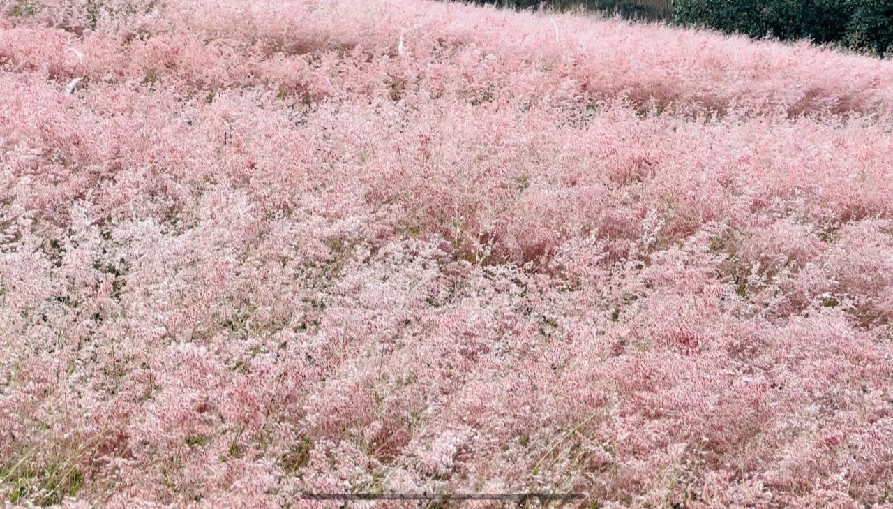 Régalez vos yeux avec les belles collines d'herbe rose de Da Lat, photo 4