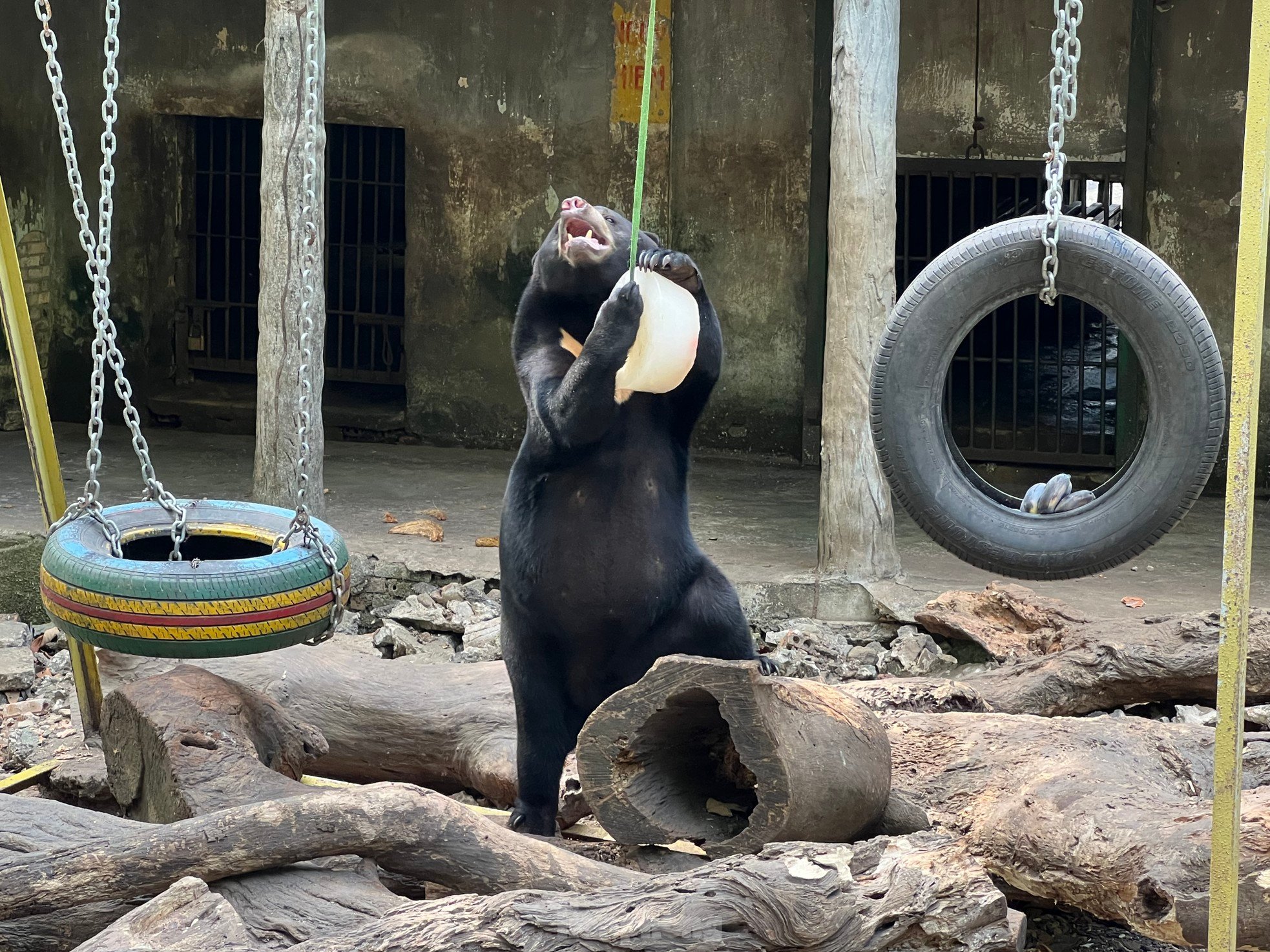 ホーチミン市動物園で偶然クマに遭遇…アイスクリームを食べている写真6