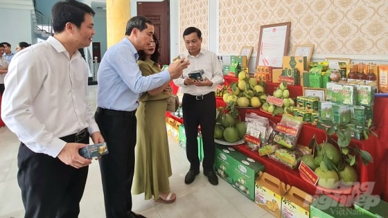 Productos agrícolas de Tuyen Quang en camino a Inglaterra