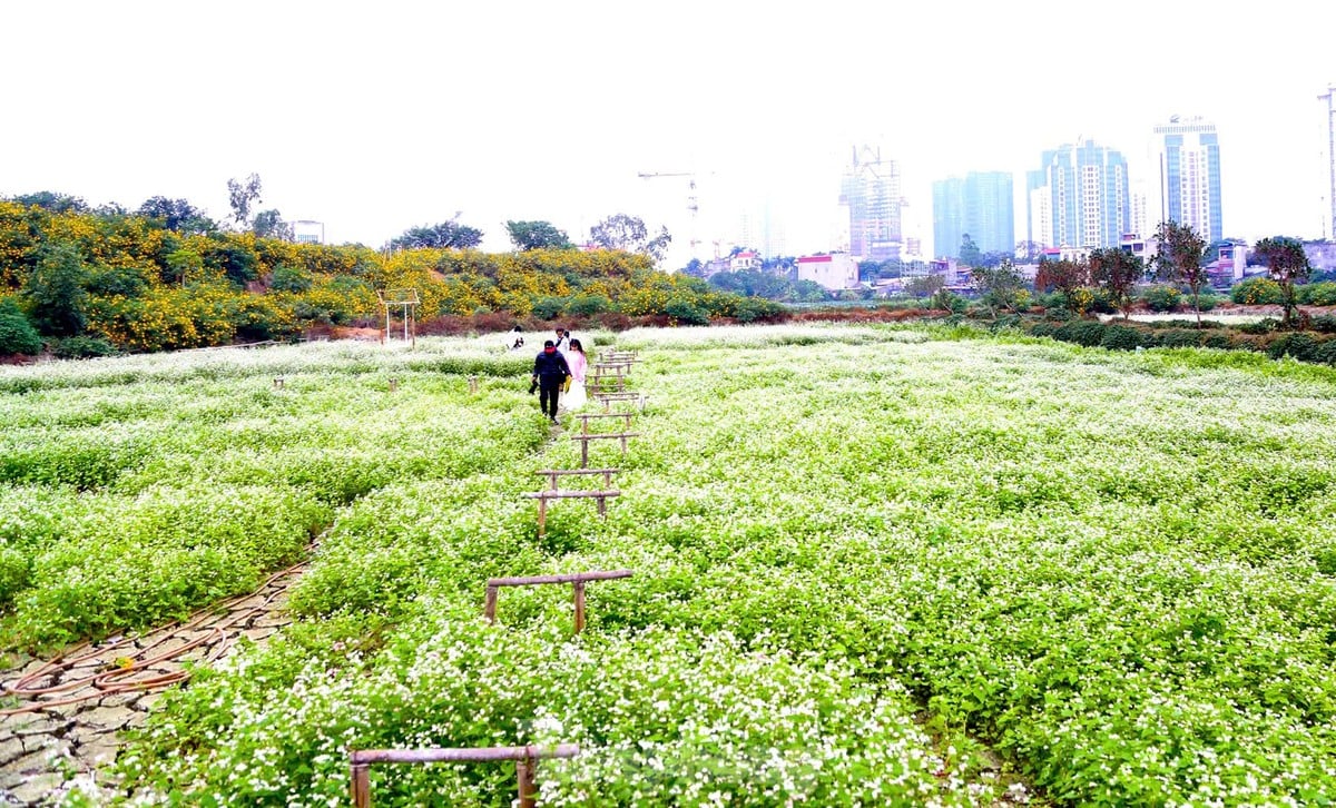 Chiêm ngưỡng vẻ đẹp hoa tam giác mạch, dã quỳ vàng nở rộ giữa lòng Thủ đô ảnh 18