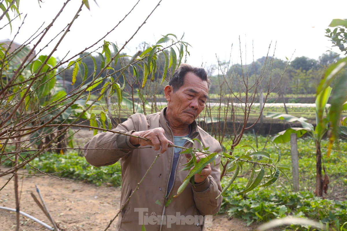 Stripping leaves, nurturing buds to bring spring colors photo 3