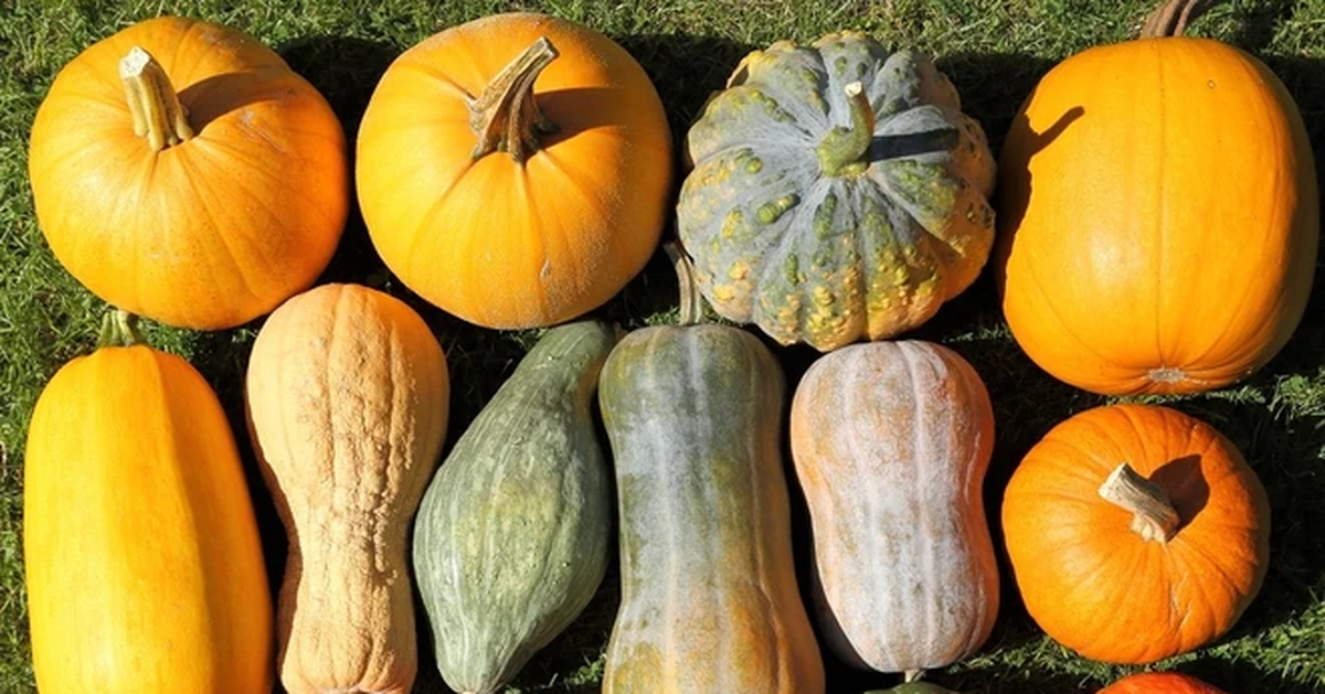 Pocas personas conocen los maravillosos beneficios de la calabaza.