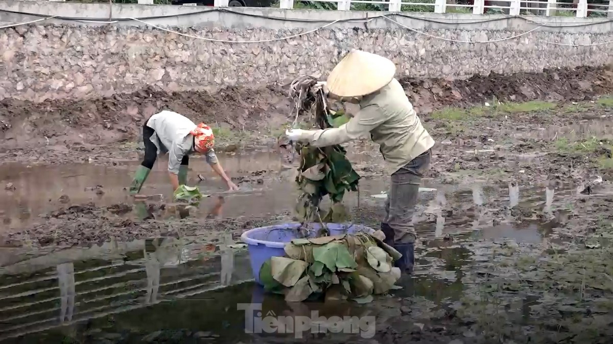 Hàng nghìn mầm sen Bách Diệp được trồng khôi phục tại Hồ Tây như thế nào? ảnh 8