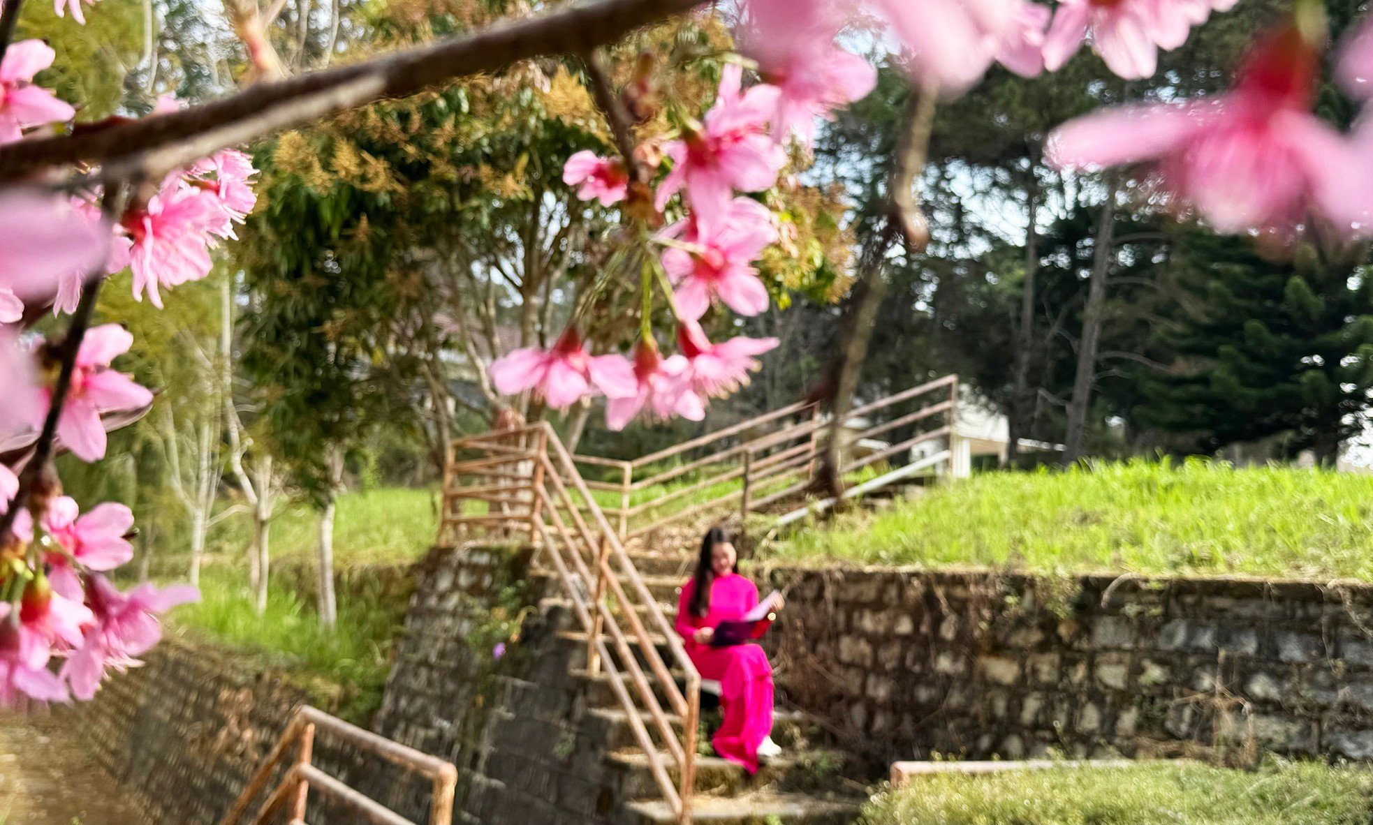 ดอกไม้ย้อมสีชมพู โรงเรียนที่มีทิวทัศน์สวยงามที่สุดในเอเชียตะวันออกเฉียงใต้ ภาพที่ 6