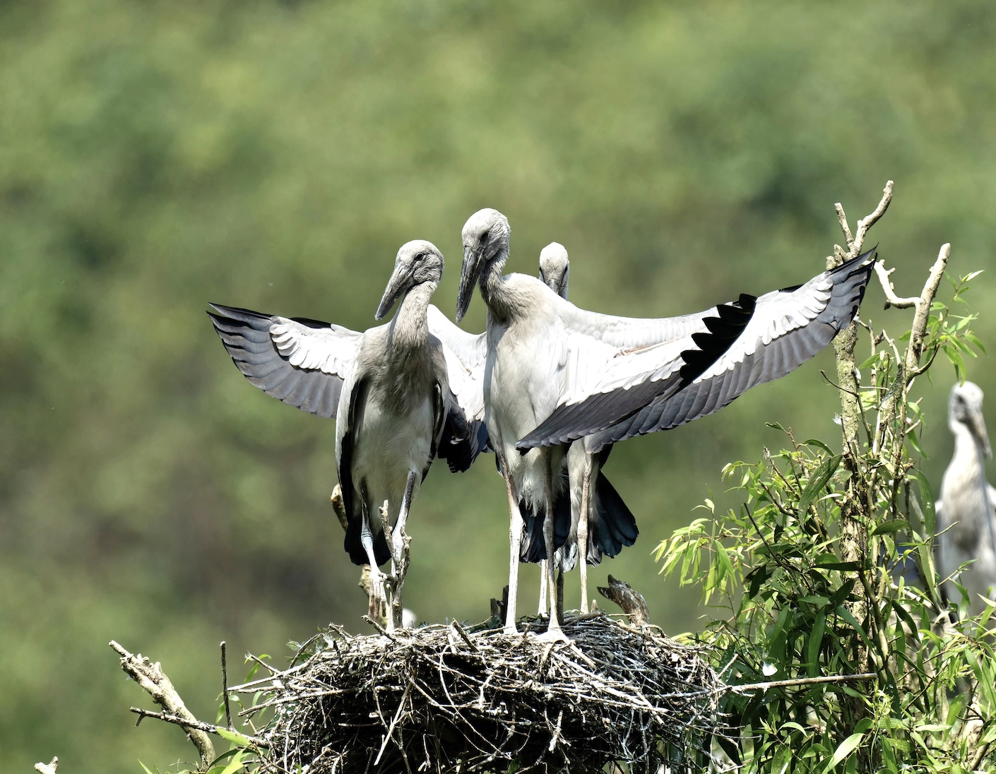 トゥンニャムの野鳥の美しさを鑑賞