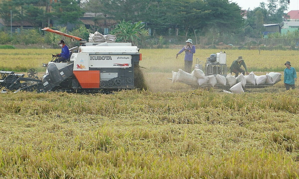 Giá lúa thấp nhất nửa năm